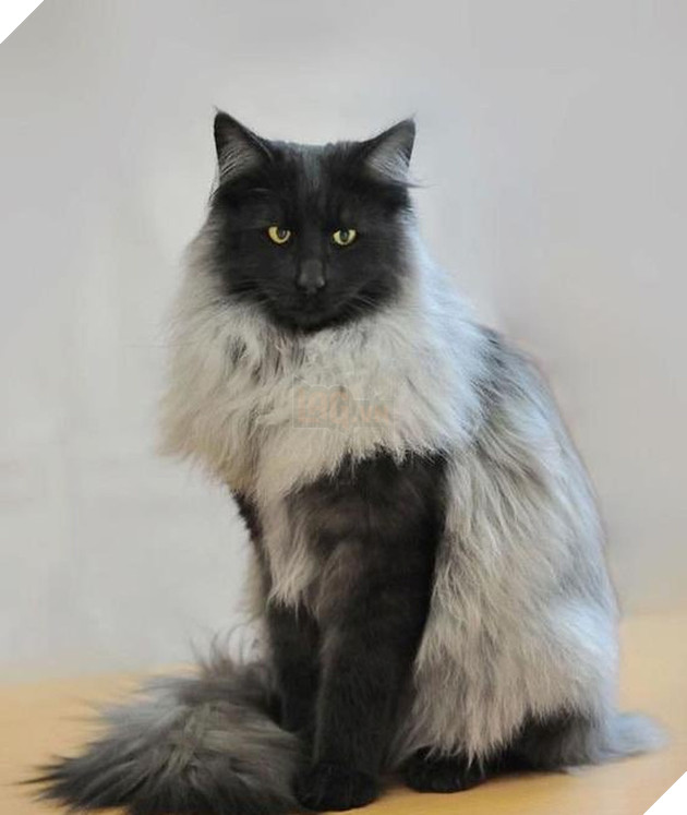 15 hình ảnh khoảng khắc kỳ lạ của thú cưng khiến bạn dễ nhầm tưởng thành 1 sinh vật khác 3