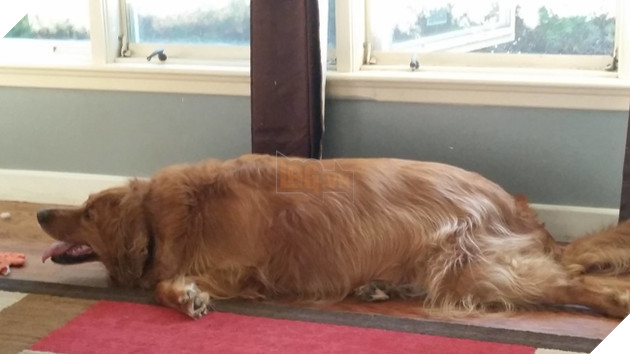 15 hình ảnh khoảng khắc kỳ lạ của thú cưng khiến bạn dễ nhầm tưởng thành 1 sinh vật khác 4