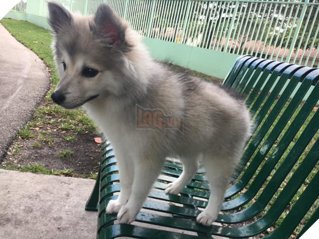 15 hình ảnh khoảng khắc kỳ lạ của thú cưng khiến bạn dễ nhầm tưởng thành 1 sinh vật khác 5