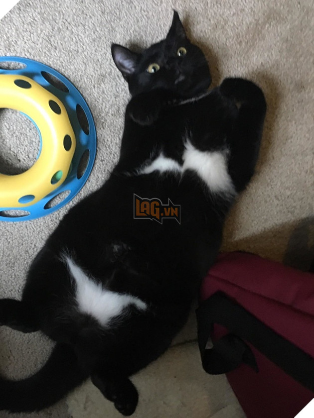 15 hình ảnh khoảng khắc kỳ lạ của thú cưng khiến bạn dễ nhầm tưởng thành 1 sinh vật khác 7