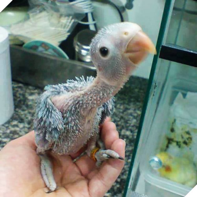 15 hình ảnh khoảng khắc kỳ lạ của thú cưng khiến bạn dễ nhầm tưởng thành 1 sinh vật khác 8