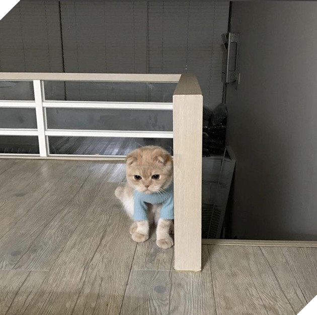 Tổng hợp những bé mèo có hành vi kỳ lạ nhưng cũng rất đáng yêu khiến Sen phải phì cười 10