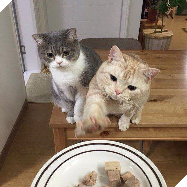 Tổng hợp những bé mèo có hành vi kỳ lạ nhưng cũng rất đáng yêu khiến Sen phải phì cười 11