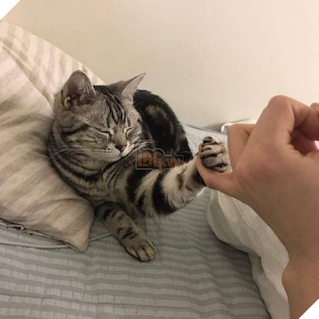 Tổng hợp những bé mèo có hành vi kỳ lạ nhưng cũng rất đáng yêu khiến Sen phải phì cười 12