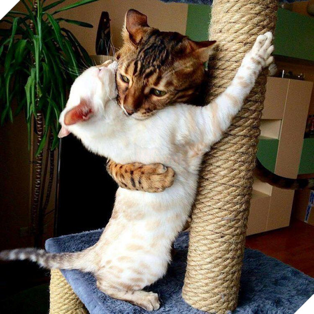 Tổng hợp những bé mèo có hành vi kỳ lạ nhưng cũng rất đáng yêu khiến Sen phải phì cười 13