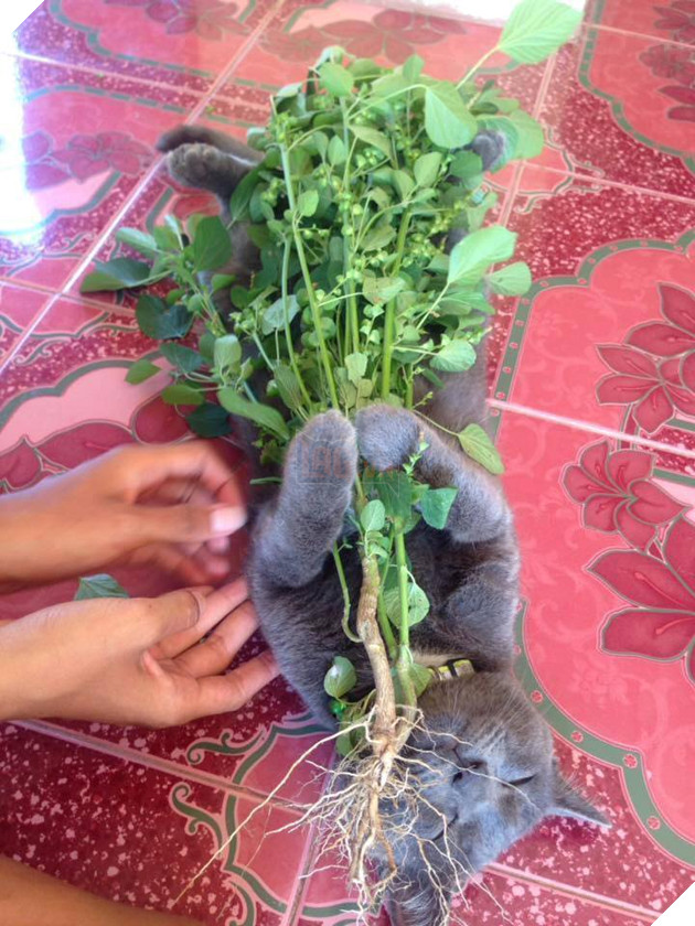 Tổng hợp những bé mèo có hành vi kỳ lạ nhưng cũng rất đáng yêu khiến Sen phải phì cười 14