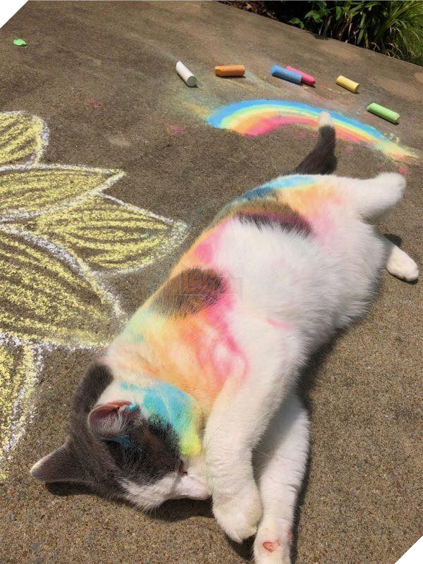 Tổng hợp những bé mèo có hành vi kỳ lạ nhưng cũng rất đáng yêu khiến Sen phải phì cười 15