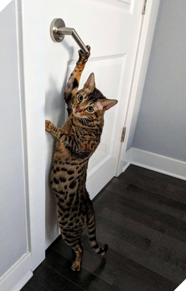 Tổng hợp những bé mèo có hành vi kỳ lạ nhưng cũng rất đáng yêu khiến Sen phải phì cười 16