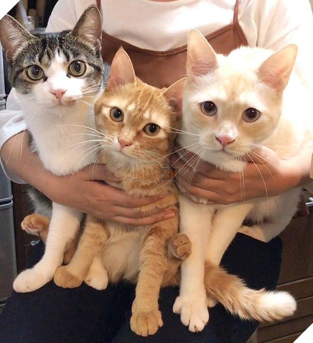 Tổng hợp những bé mèo có hành vi kỳ lạ nhưng cũng rất đáng yêu khiến Sen phải phì cười 18