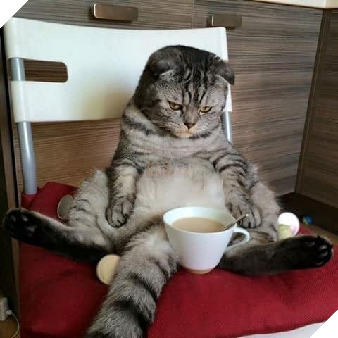 Tổng hợp những bé mèo có hành vi kỳ lạ nhưng cũng rất đáng yêu khiến Sen phải phì cười 19