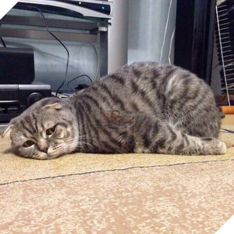 Tổng hợp những bé mèo có hành vi kỳ lạ nhưng cũng rất đáng yêu khiến Sen phải phì cười 20