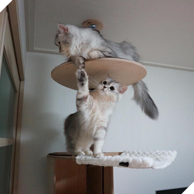 Tổng hợp những bé mèo có hành vi kỳ lạ nhưng cũng rất đáng yêu khiến Sen phải phì cười 21