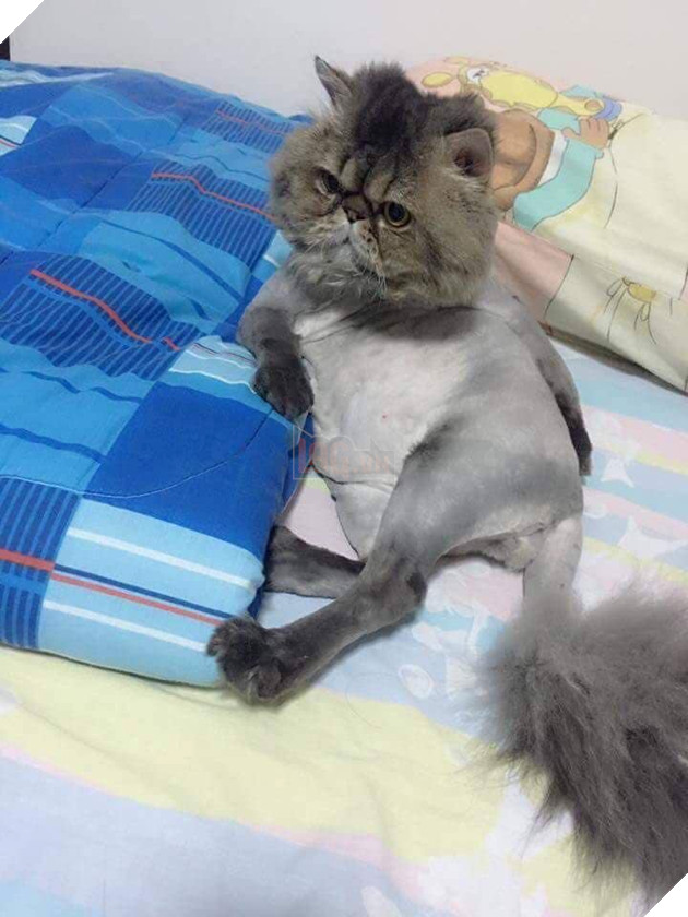 Tổng hợp những bé mèo có hành vi kỳ lạ nhưng cũng rất đáng yêu khiến Sen phải phì cười 22