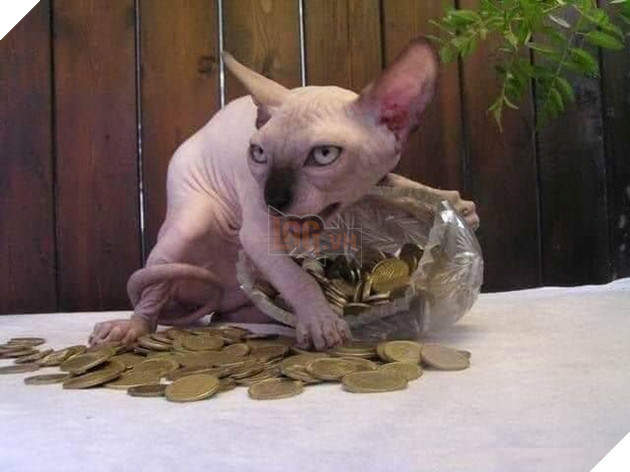 Tổng hợp những bé mèo có hành vi kỳ lạ nhưng cũng rất đáng yêu khiến Sen phải phì cười 23