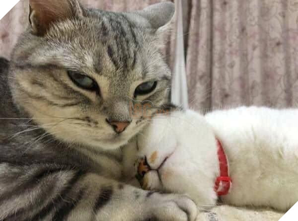 Tổng hợp những bé mèo có hành vi kỳ lạ nhưng cũng rất đáng yêu khiến Sen phải phì cười 24