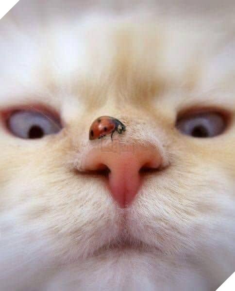 Tổng hợp những bé mèo có hành vi kỳ lạ nhưng cũng rất đáng yêu khiến Sen phải phì cười 25