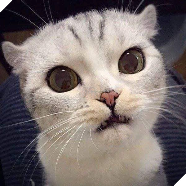 Tổng hợp những bé mèo có hành vi kỳ lạ nhưng cũng rất đáng yêu khiến Sen phải phì cười 2