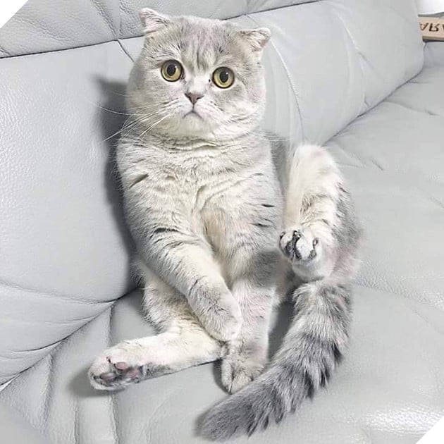 Tổng hợp những bé mèo có hành vi kỳ lạ nhưng cũng rất đáng yêu khiến Sen phải phì cười 3