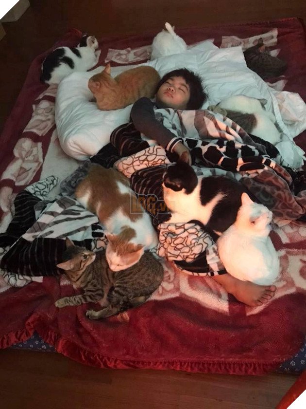 Tổng hợp những bé mèo có hành vi kỳ lạ nhưng cũng rất đáng yêu khiến Sen phải phì cười 4