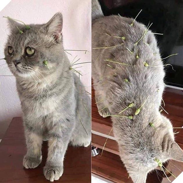 Tổng hợp những bé mèo có hành vi kỳ lạ nhưng cũng rất đáng yêu khiến Sen phải phì cười 5