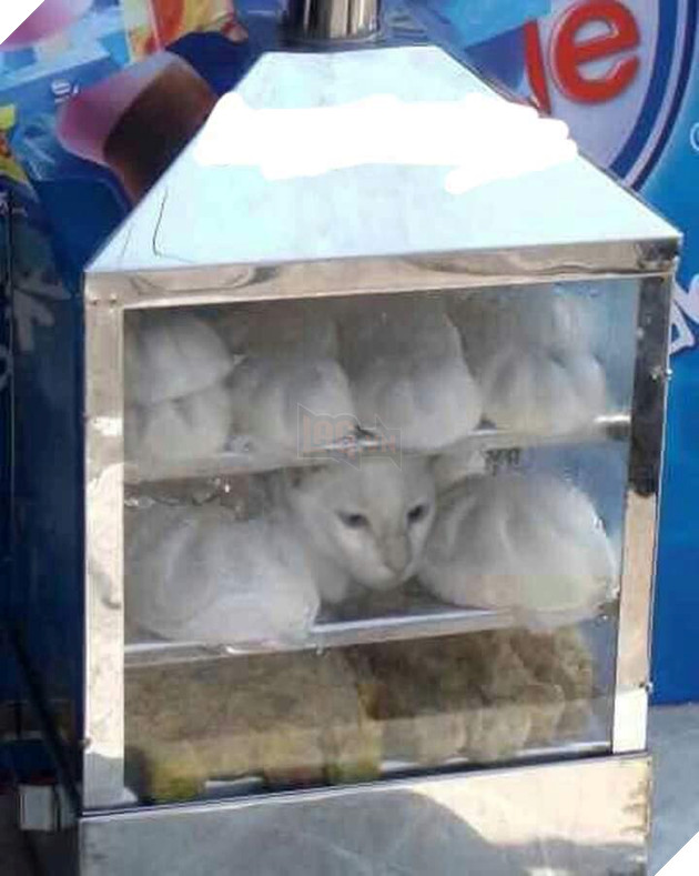 Tổng hợp những bé mèo có hành vi kỳ lạ nhưng cũng rất đáng yêu khiến Sen phải phì cười 6