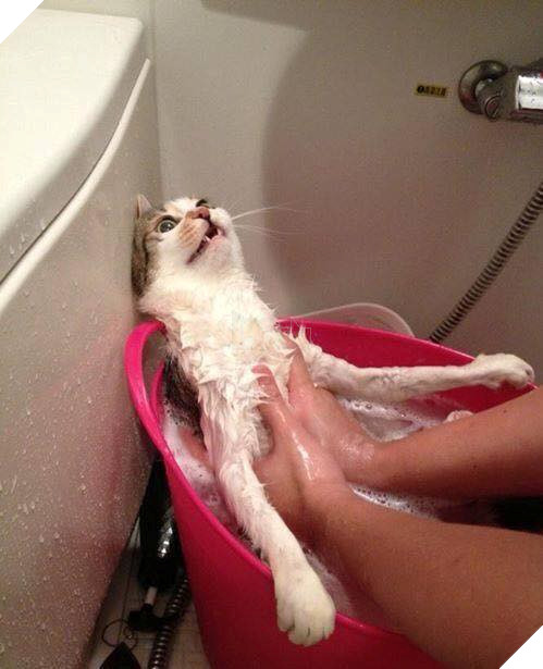 Tổng hợp những bé mèo có hành vi kỳ lạ nhưng cũng rất đáng yêu khiến Sen phải phì cười 7