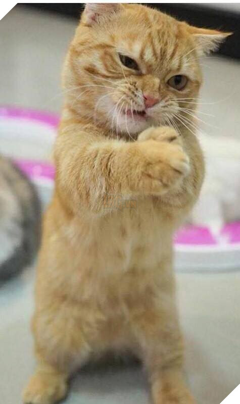 Tổng hợp những bé mèo có hành vi kỳ lạ nhưng cũng rất đáng yêu khiến Sen phải phì cười 8