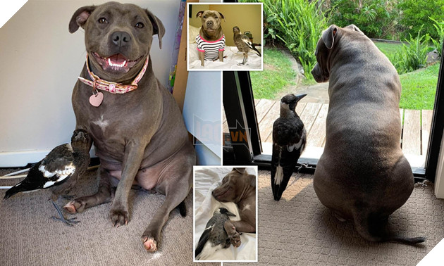 Chó kết thân với chim ác là và cái kết khiến ai cũng cảm động - Hình 1