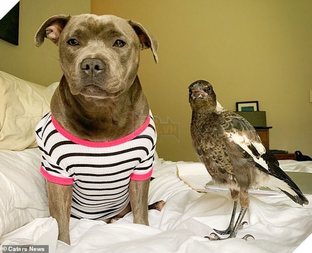 Chó kết thân với chim ác là và cái kết khiến ai cũng cảm động - Hình 3