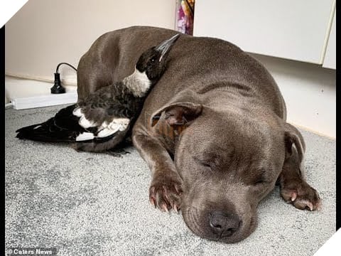 Chó kết thân với chim ác là và cái kết khiến ai cũng cảm động - Hình 2