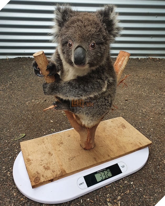 15 hình ảnh cho ta thấy việc đo cân nặng của động vật cũng là 1 trò chơi nghệ thuật thú vị