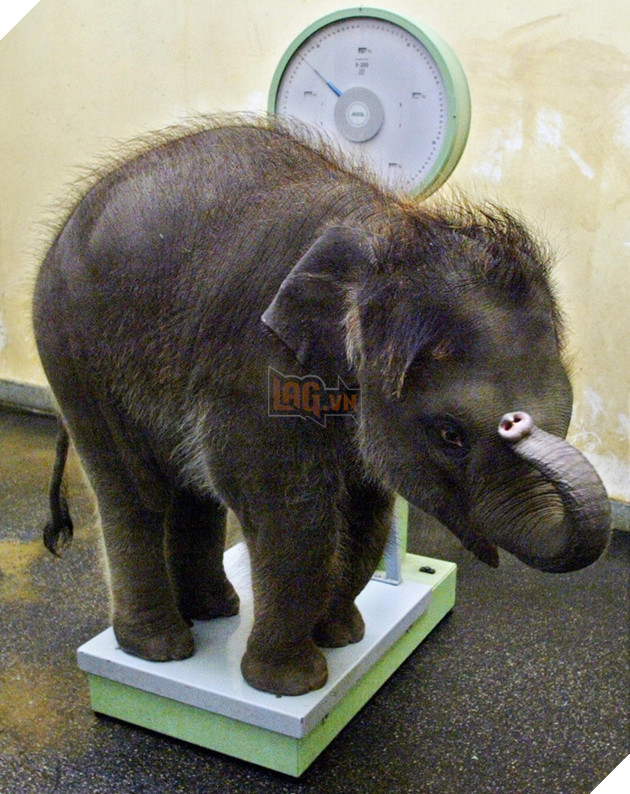 15 hình ảnh cho ta thấy việc đo cân nặng của động vật cũng là 1 trò chơi nghệ thuật thú vị 10