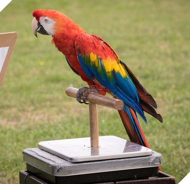 15 hình ảnh cho ta thấy việc đo cân nặng của động vật cũng là 1 trò chơi nghệ thuật thú vị 11