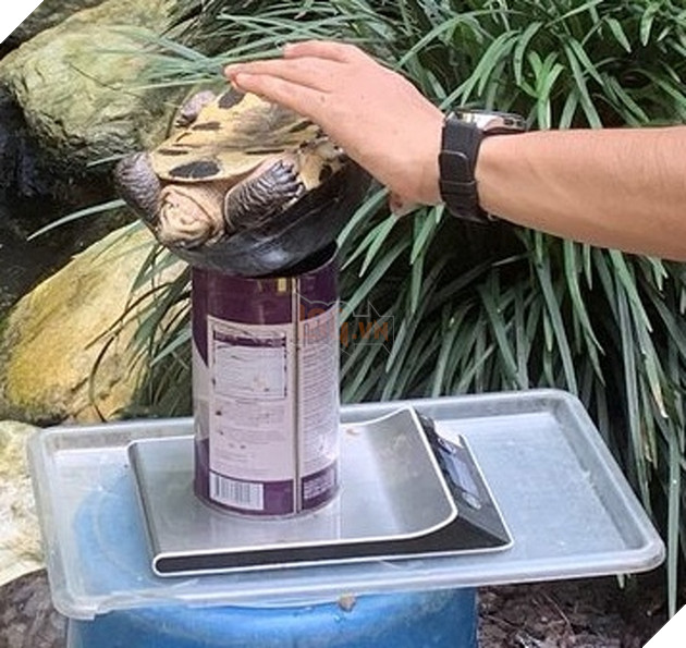 15 hình ảnh cho ta thấy việc đo cân nặng của động vật cũng là 1 trò chơi nghệ thuật thú vị 12