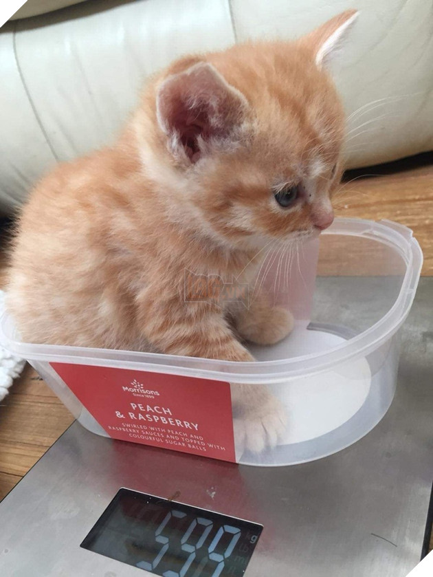 15 hình ảnh cho ta thấy việc đo cân nặng của động vật cũng là 1 trò chơi nghệ thuật thú vị 13