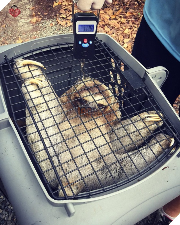 15 hình ảnh cho ta thấy việc đo cân nặng của động vật cũng là 1 trò chơi nghệ thuật thú vị 14