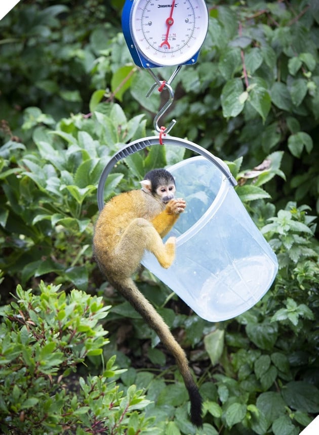 15 hình ảnh cho ta thấy việc đo cân nặng của động vật cũng là 1 trò chơi nghệ thuật thú vị 15