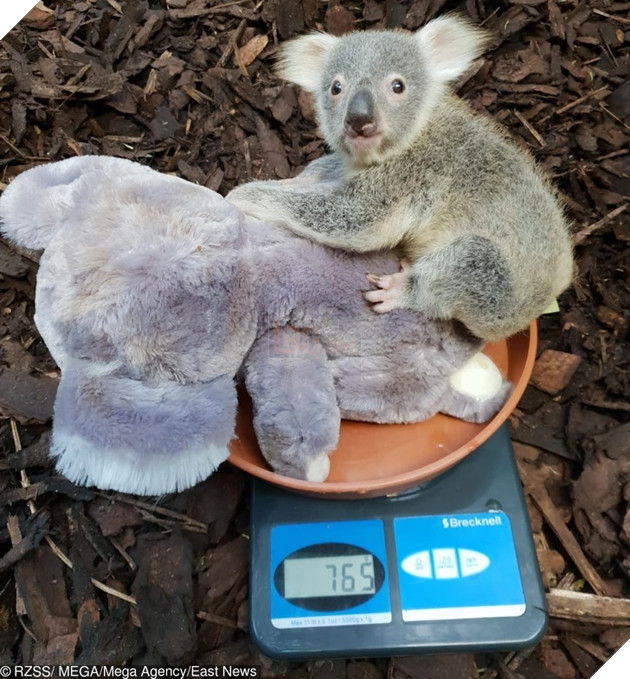 15 hình ảnh cho ta thấy việc đo cân nặng của động vật cũng là 1 trò chơi nghệ thuật thú vị 2