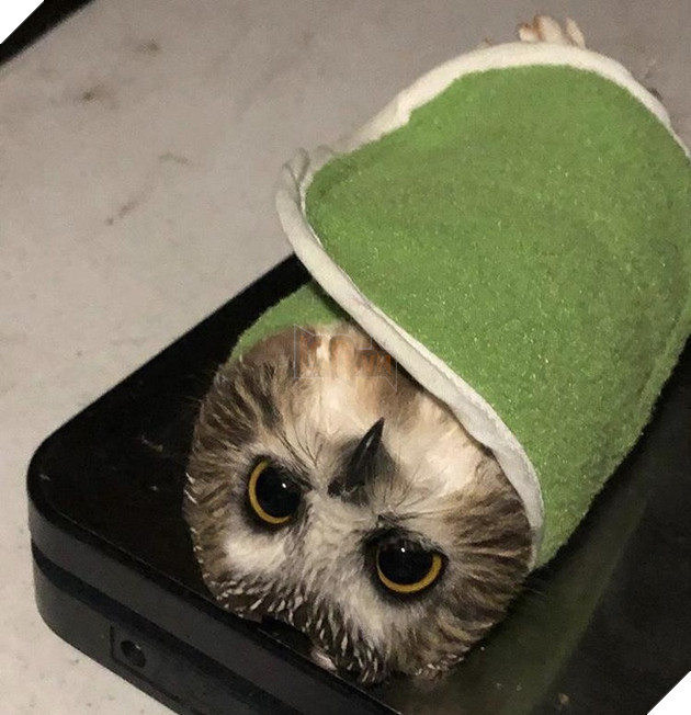 15 hình ảnh cho ta thấy việc đo cân nặng của động vật cũng là 1 trò chơi nghệ thuật thú vị 3