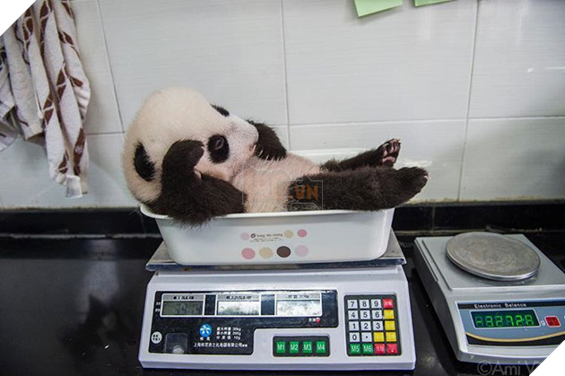 15 hình ảnh cho ta thấy việc đo cân nặng của động vật cũng là 1 trò chơi nghệ thuật thú vị 4