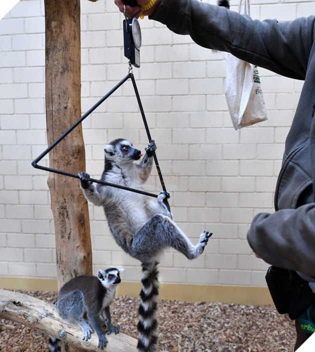 15 hình ảnh cho ta thấy việc đo cân nặng của động vật cũng là 1 trò chơi nghệ thuật thú vị 5