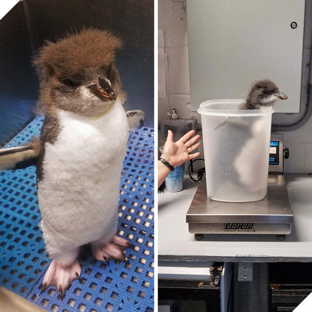 15 hình ảnh cho ta thấy việc đo cân nặng của động vật cũng là 1 trò chơi nghệ thuật thú vị 6