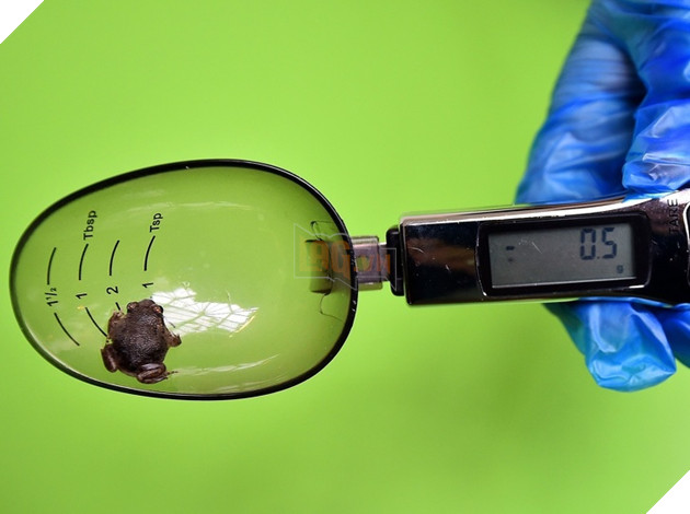 15 hình ảnh cho ta thấy việc đo cân nặng của động vật cũng là 1 trò chơi nghệ thuật thú vị 7