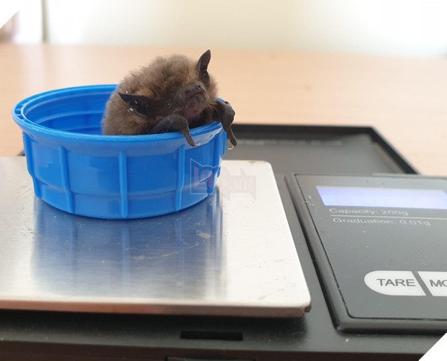 15 hình ảnh cho ta thấy việc đo cân nặng của động vật cũng là 1 trò chơi nghệ thuật thú vị 8