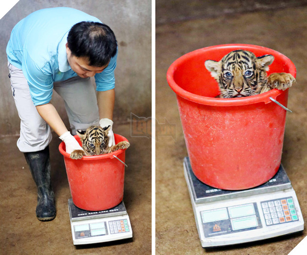 15 hình ảnh cho ta thấy việc đo cân nặng của động vật cũng là 1 trò chơi nghệ thuật thú vị 9