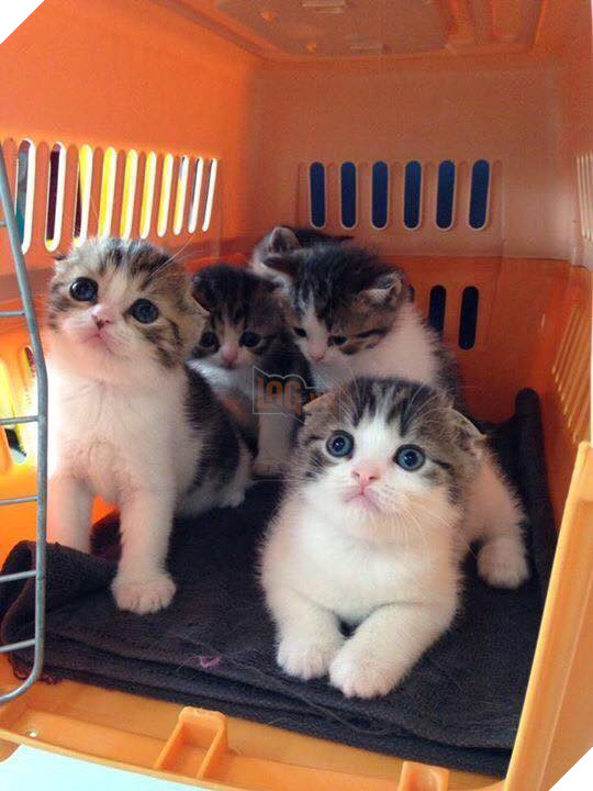 Tổng hợp hình ảnh những bé mèo con cute khiến bạn chỉ bưng lên giường ôm ngủ cho hết ngày dài  10