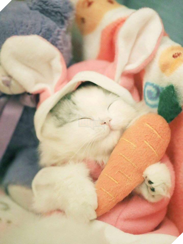 Tổng hợp hình ảnh những bé mèo con cute khiến bạn chỉ bưng lên giường ôm ngủ cho hết ngày dài  11