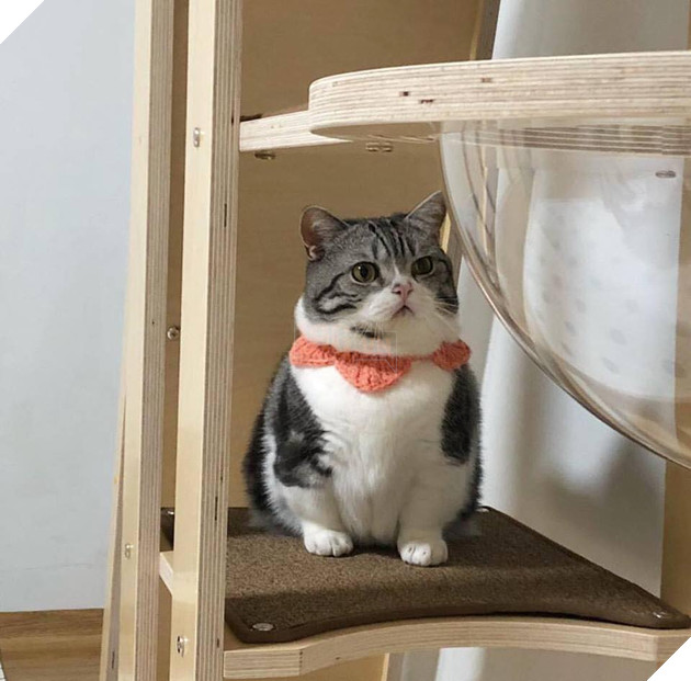 Tổng hợp hình ảnh những bé mèo con cute khiến bạn chỉ bưng lên giường ôm ngủ cho hết ngày dài  12