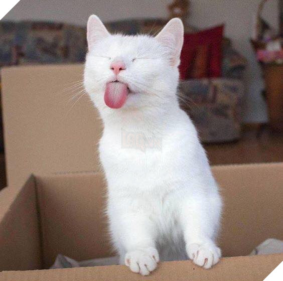 Tổng hợp hình ảnh những bé mèo con cute khiến bạn chỉ bưng lên giường ôm ngủ cho hết ngày dài  13