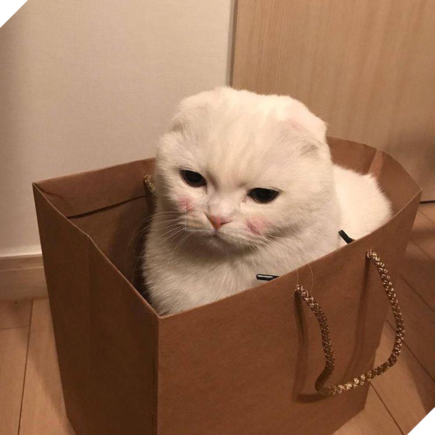 Tổng hợp hình ảnh những bé mèo con cute khiến bạn chỉ bưng lên giường ôm ngủ cho hết ngày dài  14